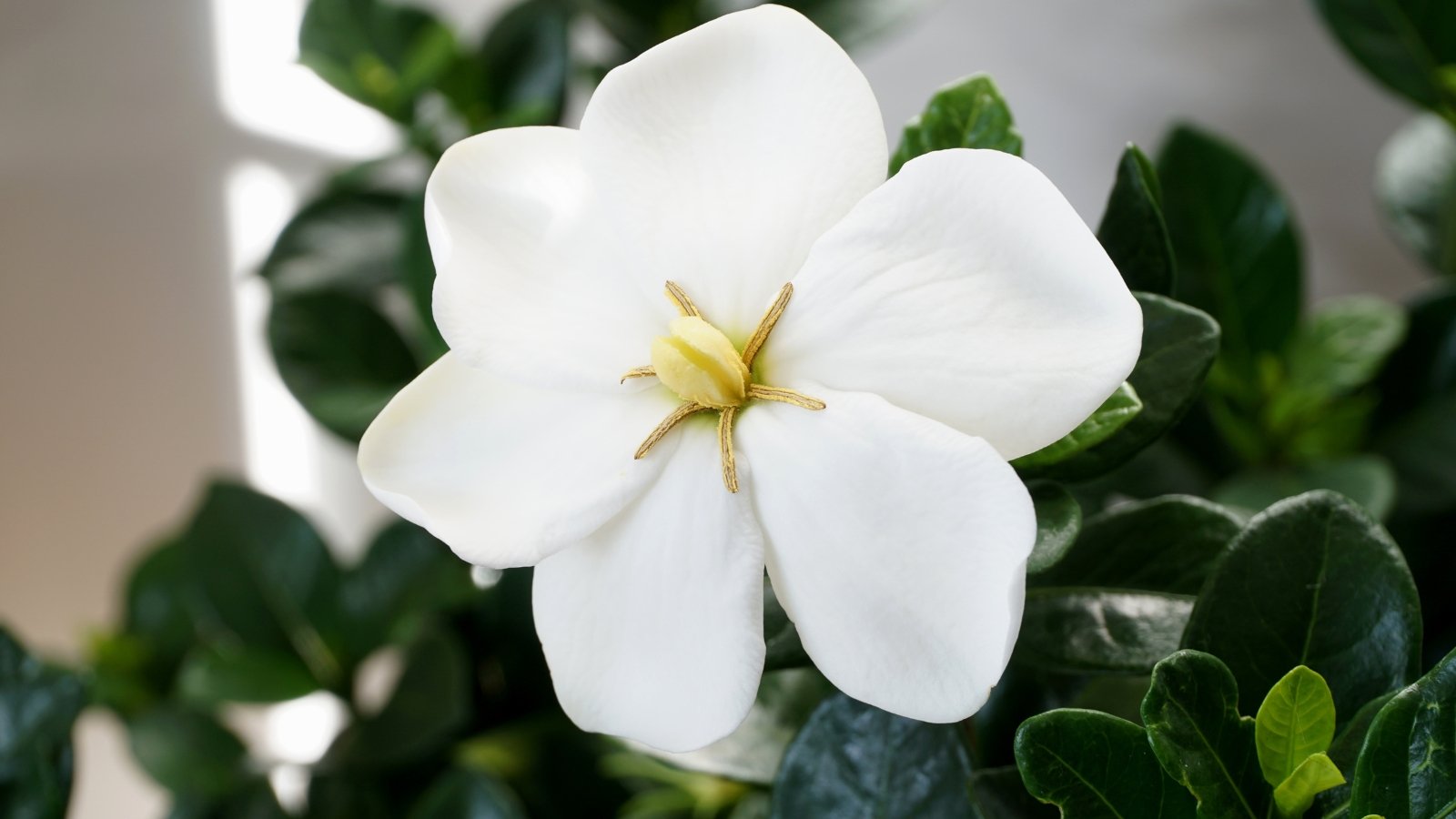 Small white blossom with short, rounded petals and a golden center, surrounded by dark, leathery leaves.