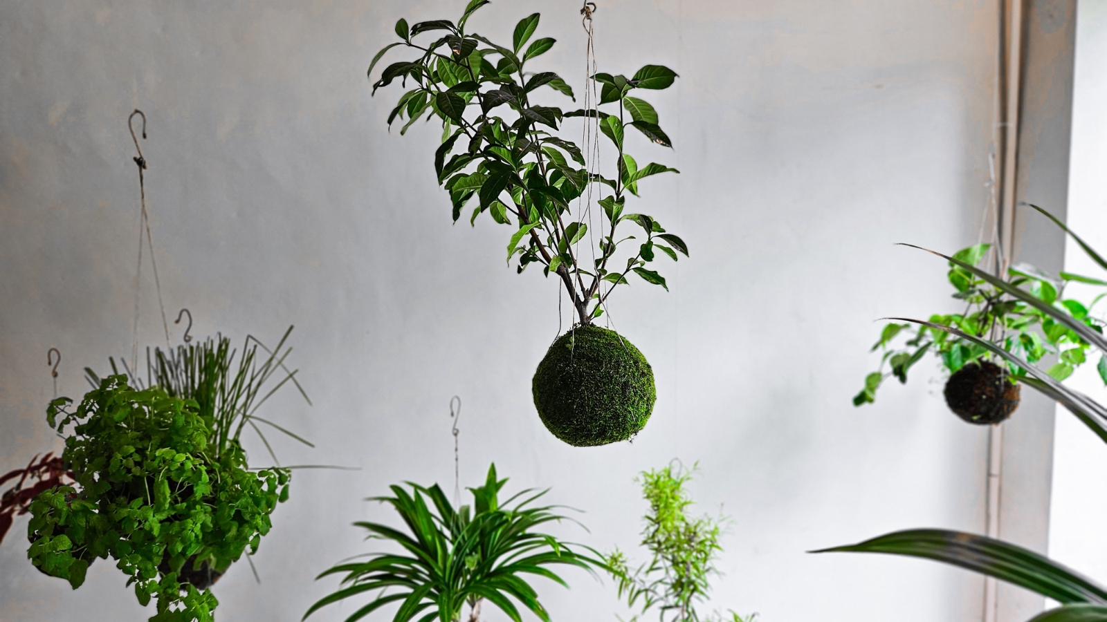 A Kokedama display featuring multiple moss-covered spheres, each suspending lush green foliage, hanging on cords in a minimalist arrangement.