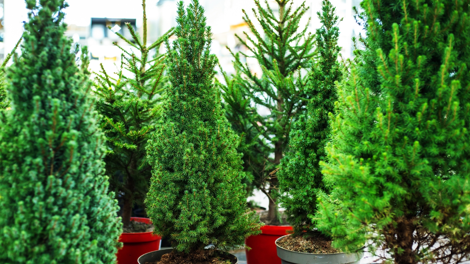 Living Christmas trees, such as Picea glauca ‘Conica,’ displayed in pots with dense green needles, arranged in rows for sale.