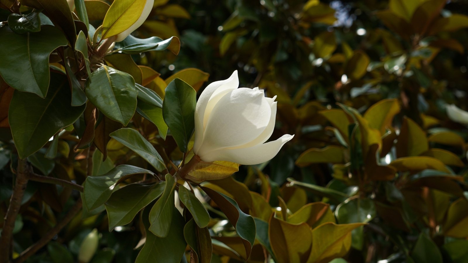 Close-up of a creamy white bloom among glossy, dark green leaves on a tree.