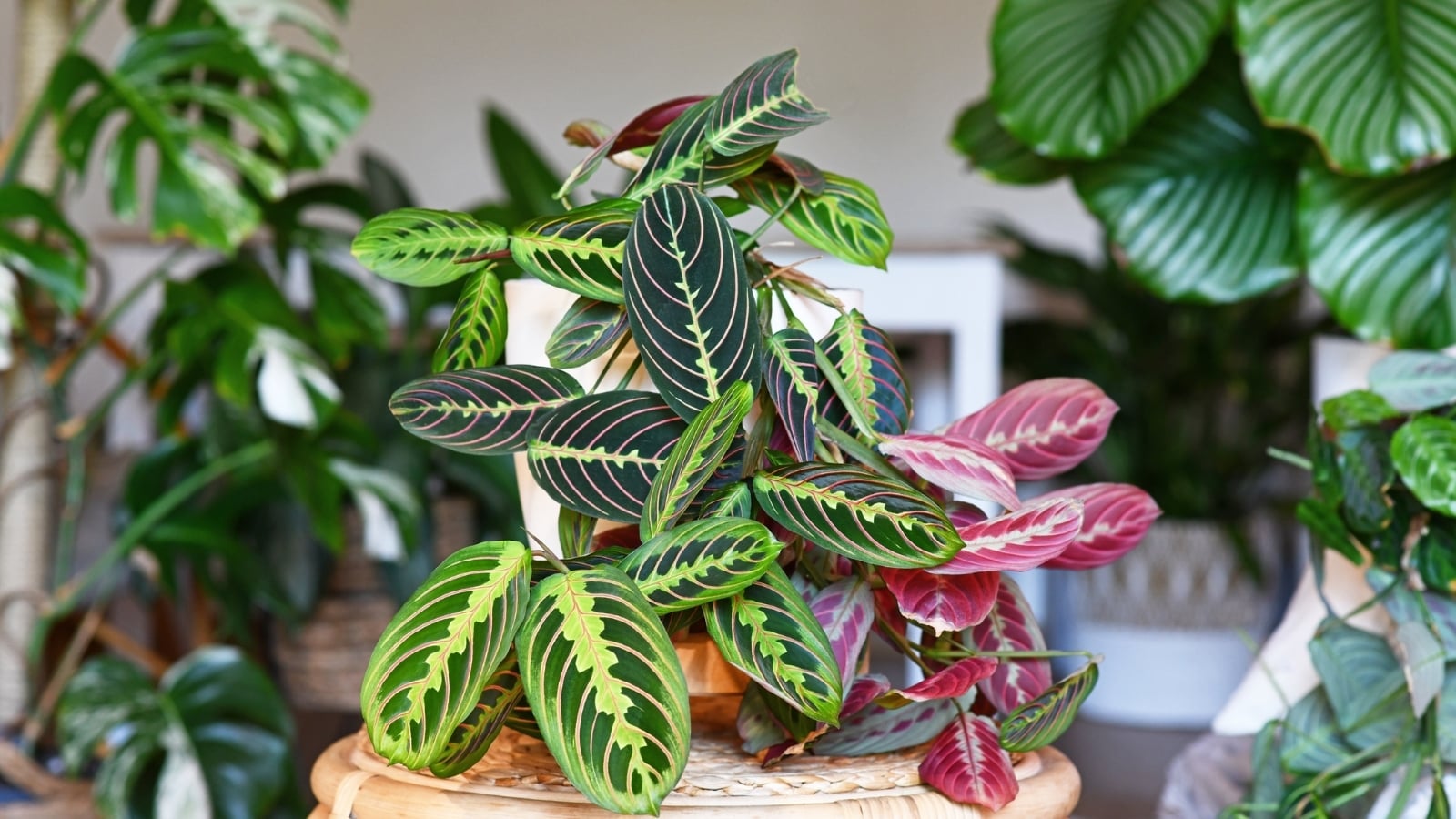 dracaena kiwi Dracaena 'Kiwi' 10