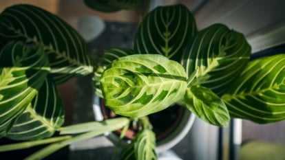 Top view of vibrant green leaves with bold, yellowish veins and a smooth surface cascade gently from a white pot illuminated by sunlight.