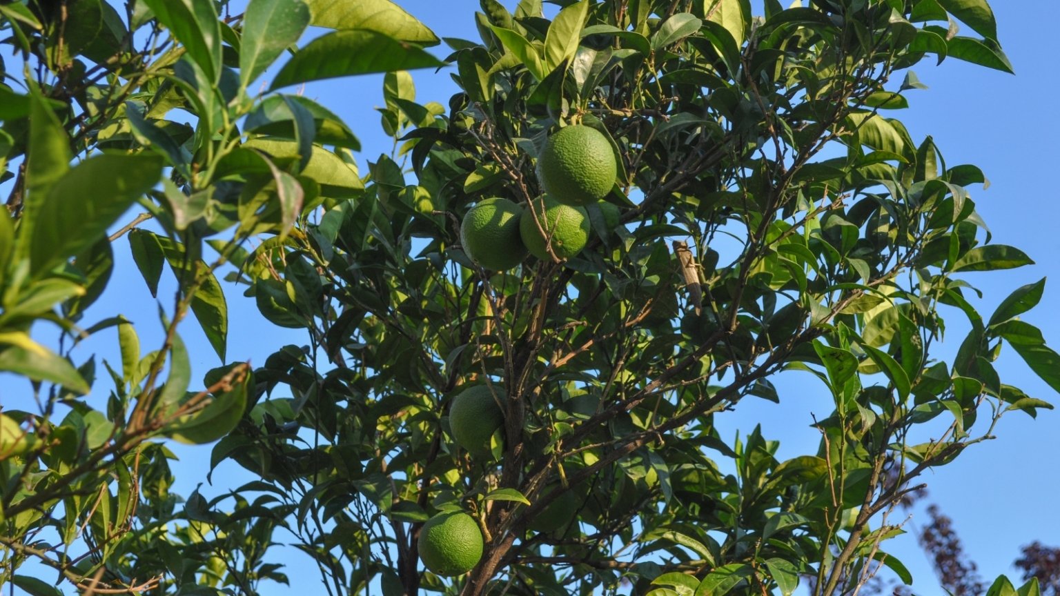 How and When to Harvest Limes