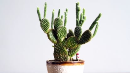 A lovely potted Opuntia microdasys appearing to have rounded green parts with spines poking out looking sturdy against the white wall