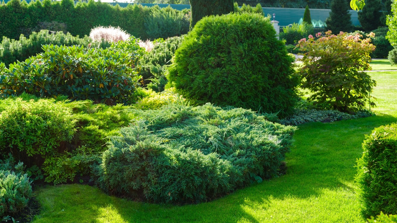 View of a stunning manicured flowerbed with ornamental shrubs including arborvitae, Rhododendron, Acer circinatum, Chinese silver grass and others in a sunny garden.
