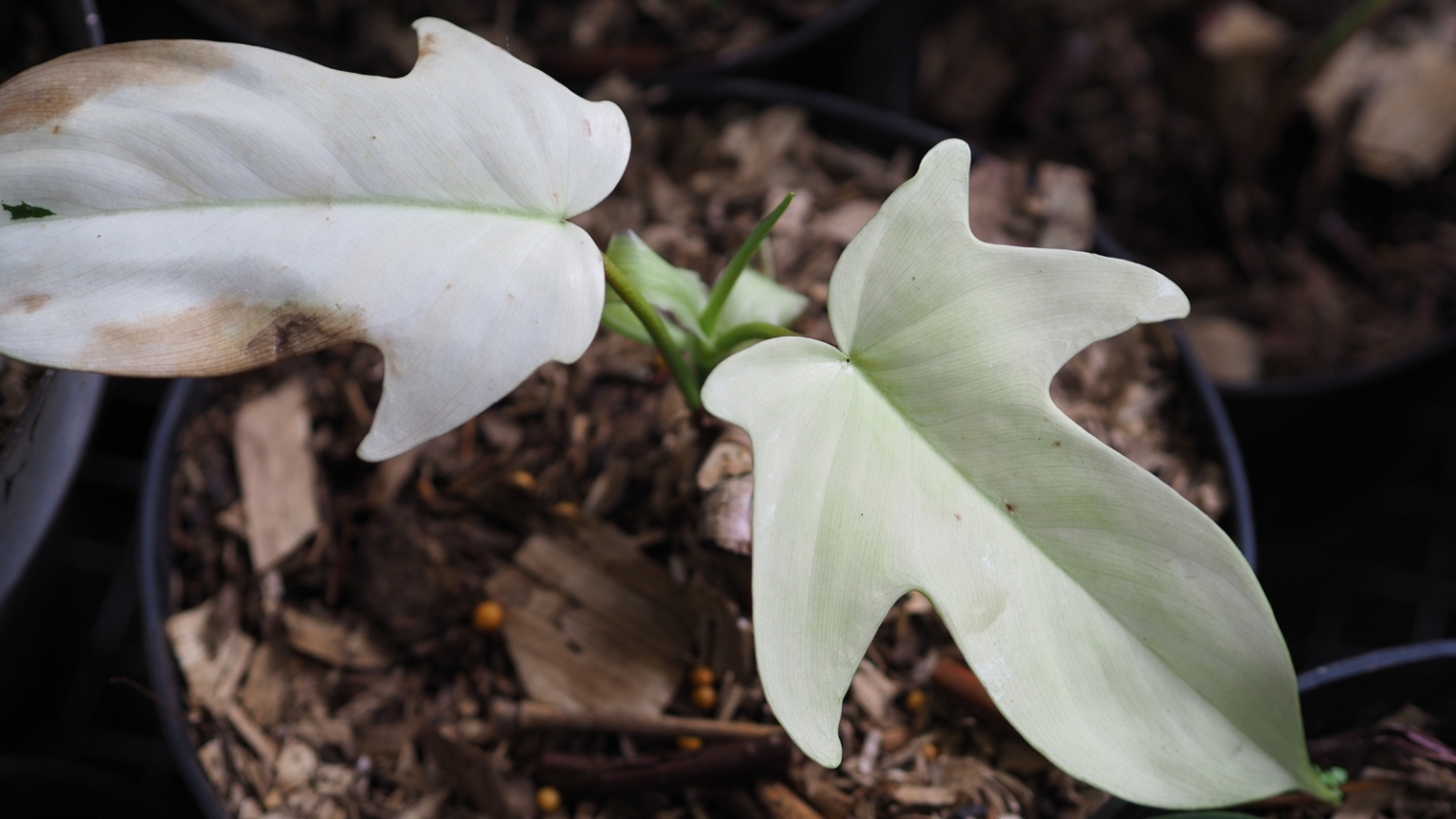 Philodendron Rio Rotten 9 Philodendron Diseases to Watch for This Season
