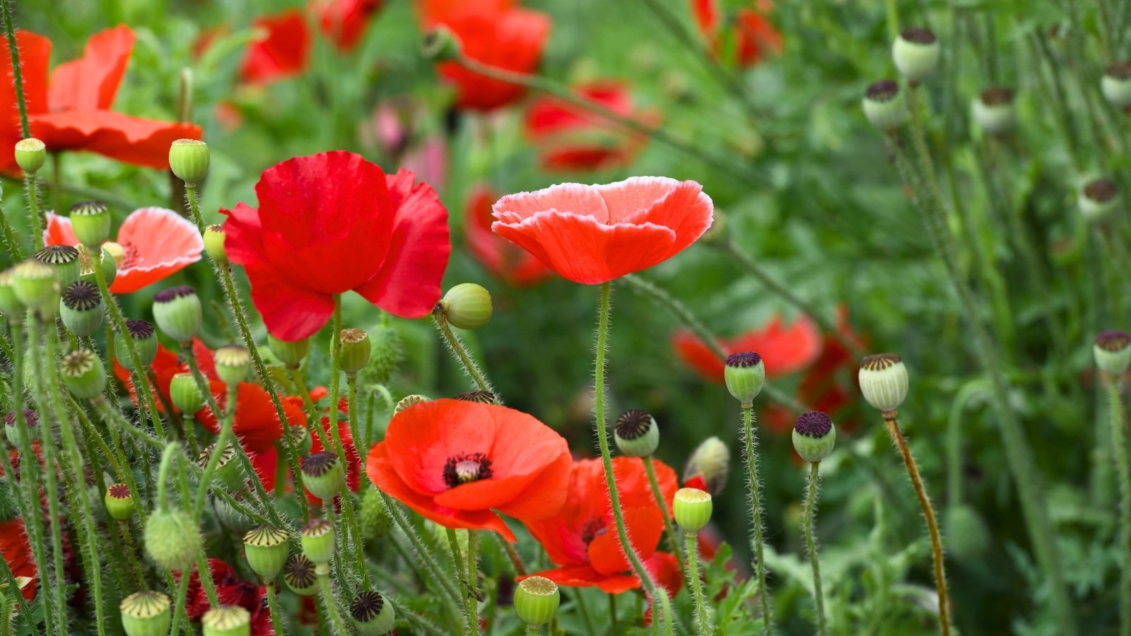 Delicate red flowers with crinkled petals atop thin, hairy stems, and deeply lobed green leaves.
