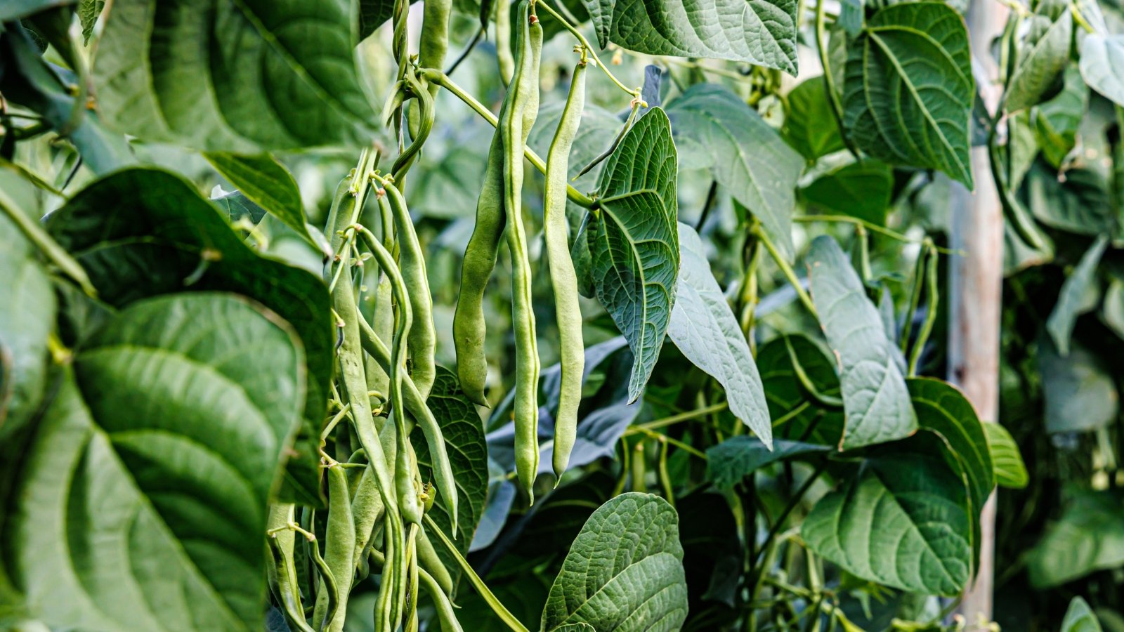 Compact plants with slender green stems, trifoliate green leaves, and elongated green pods hanging in clusters.
