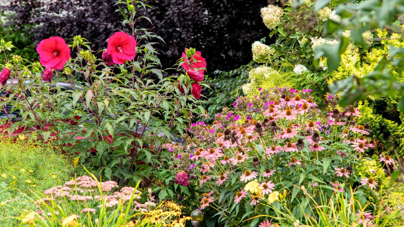 Perennial garden featuring blooming PeeGee hydrangea with cone-shaped white flowers, vibrant purple coneflower echinacea, and large, pink hibiscus blooms.