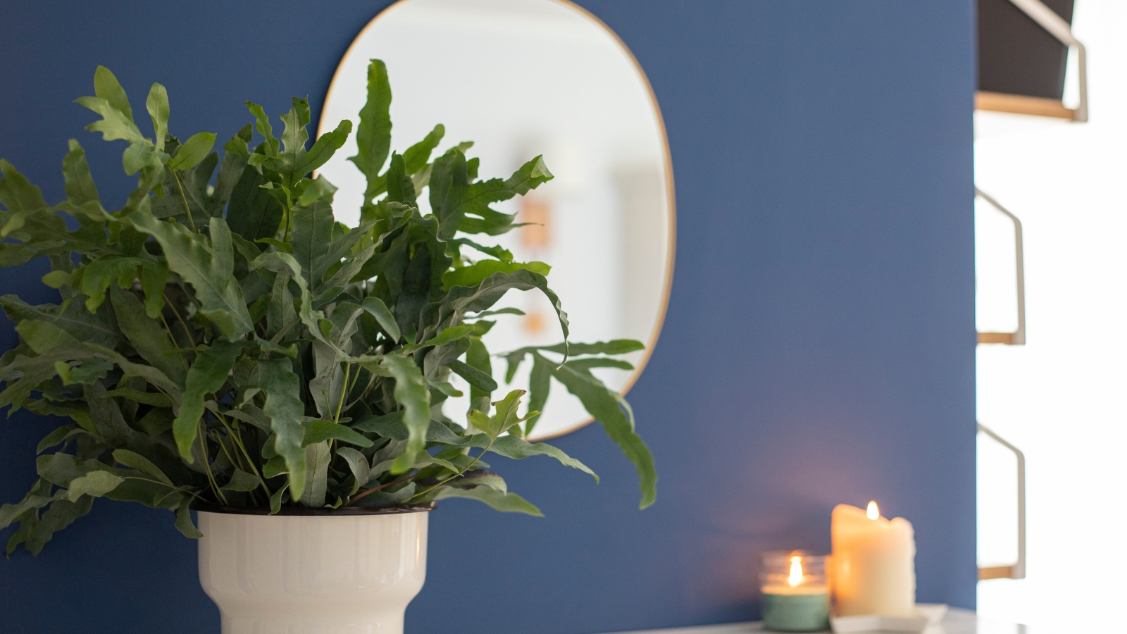A Phlebodium aureum showcasing its wavy, bluish-green fronds placed in a modern white pot on a shelf with candles.