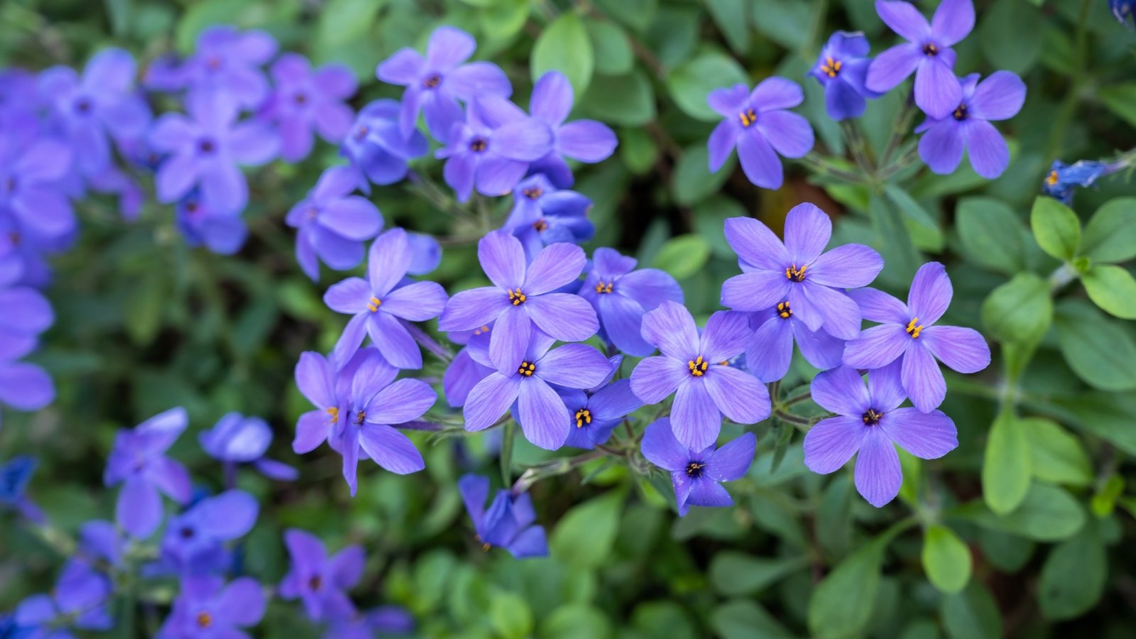 Close-up of spreading groundcover with clusters of star-shaped purple flowers over lush green foliage.