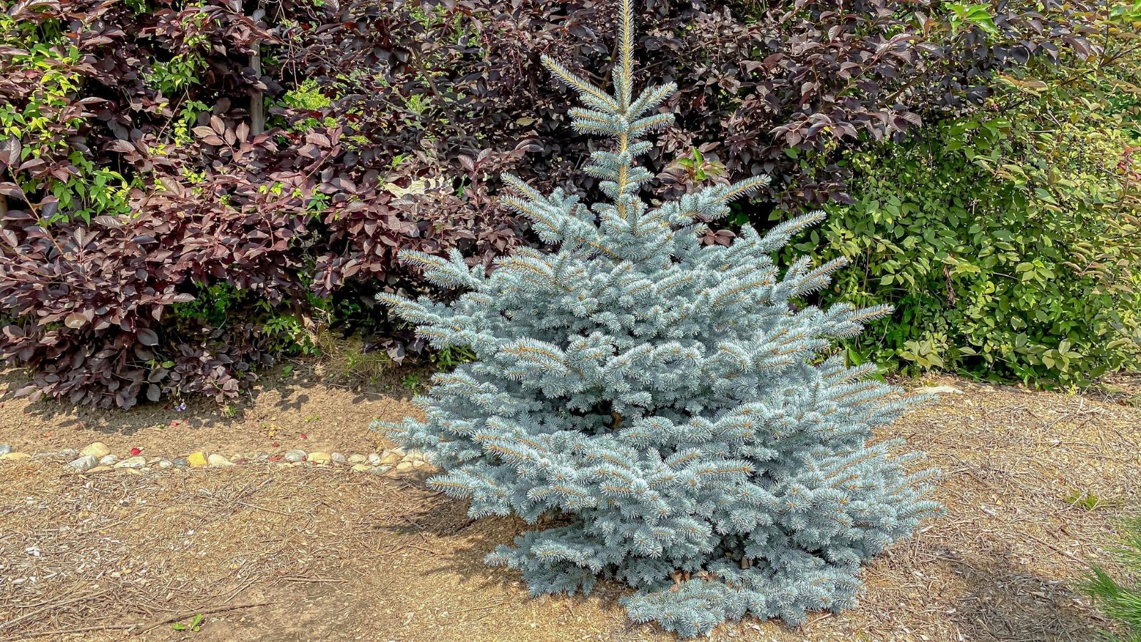 Close-up of a dense, pyramidal evergreen tree with silvery-blue needles and a compact, symmetrical shape.