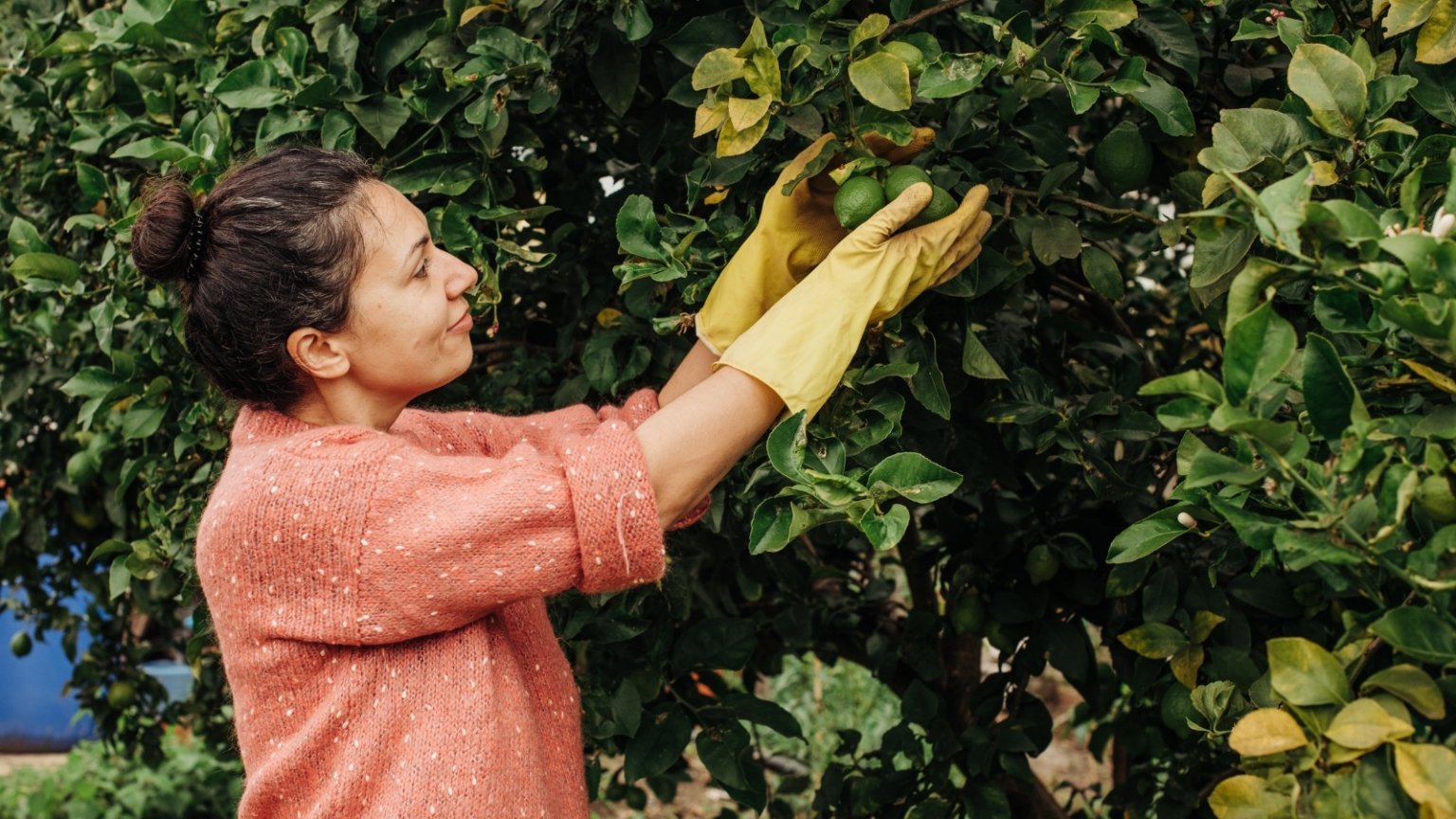How and When to Harvest Limes