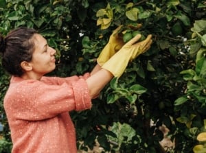 A person in an orange shirt wearing gloves while carefully selecting ripe Citrus aurantiifolia from the tree’s branches, care including Citrus fertilizer