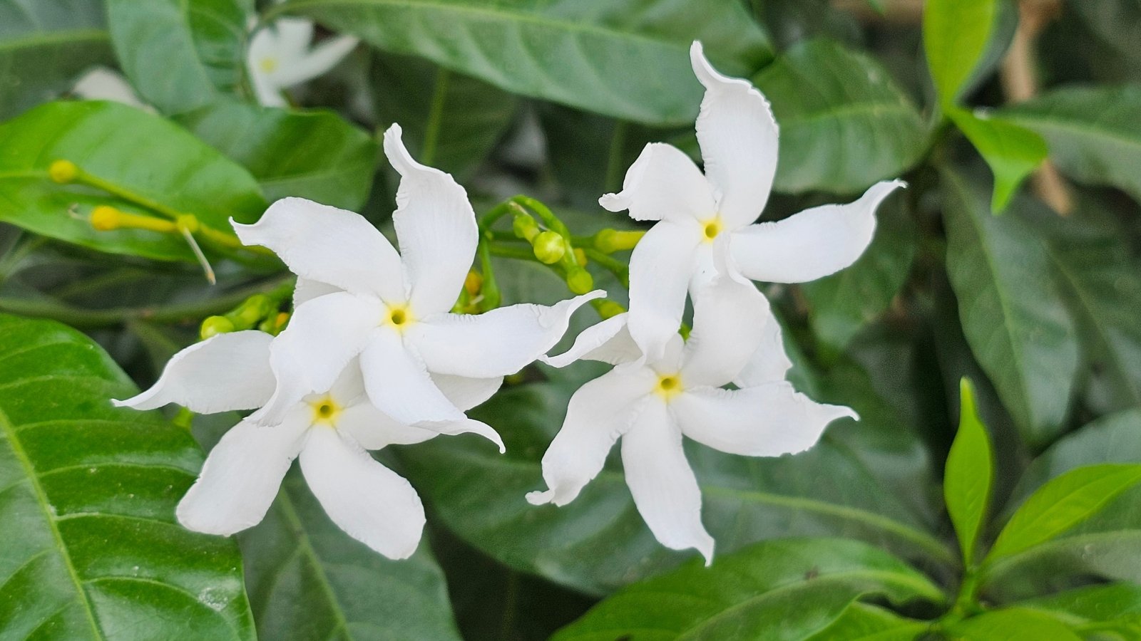 Star-shaped white blooms with thin petals radiating from the center, framed by dark green foliage.