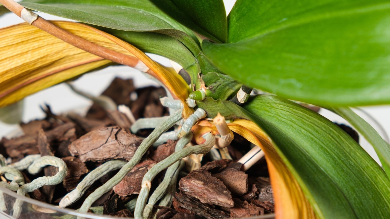 How to Cure Droopy Orchid Leaves in 7 Steps