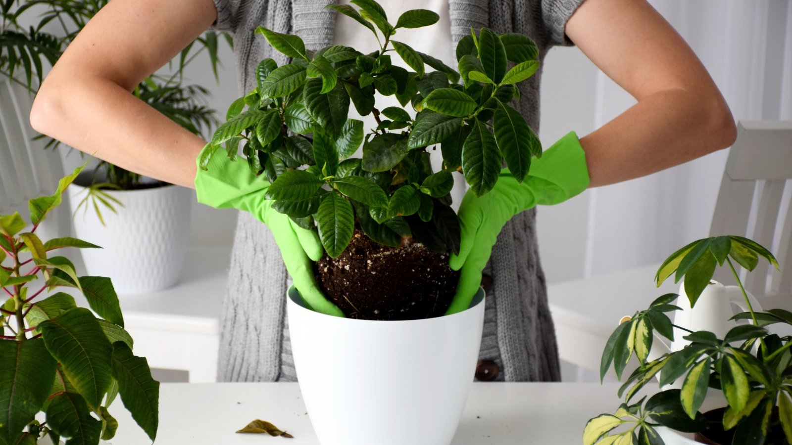 Close-up of a woman in green gloves replanting a lush plant with glossy green foliage into a white pot on a white kitchen table, surrounded by other potted houseplants.