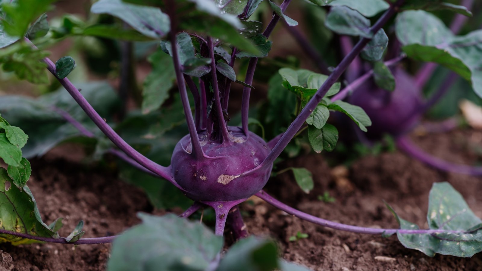 A close-up shot of a bulbous purple colored crop, with slender stems and green leaves, all developing on rich soil outdoors