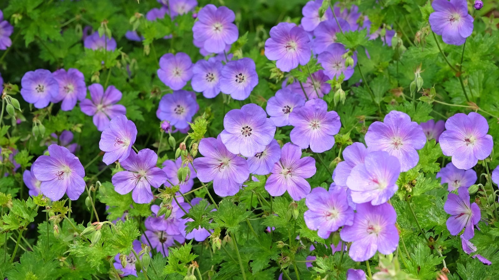 Close-up of mounds of finely cut green leaves adorned with clusters of purple, five-petaled blooms, of the Rozanne Geranium, all situated in a well lit area outdoors
