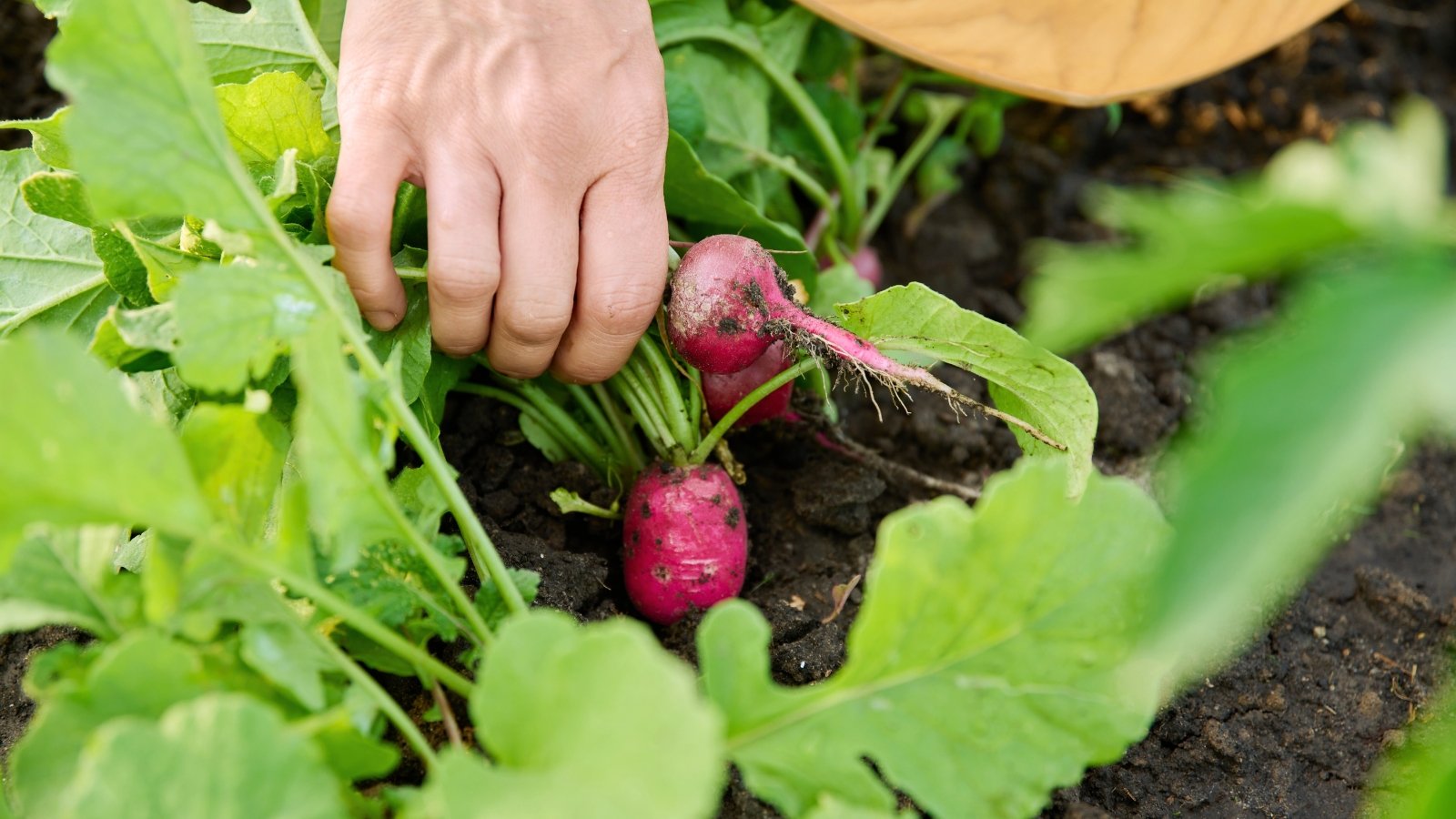 A gardener's hand harvests smooth pink roots with a crisp texture, topped by slightly rough green leaves with serrated edges.