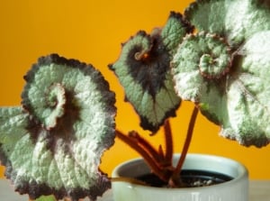 Rex Begonia ‘Escargot’ with large, spiral-shaped green leaves edged in silver and maroon stems in a white pot.