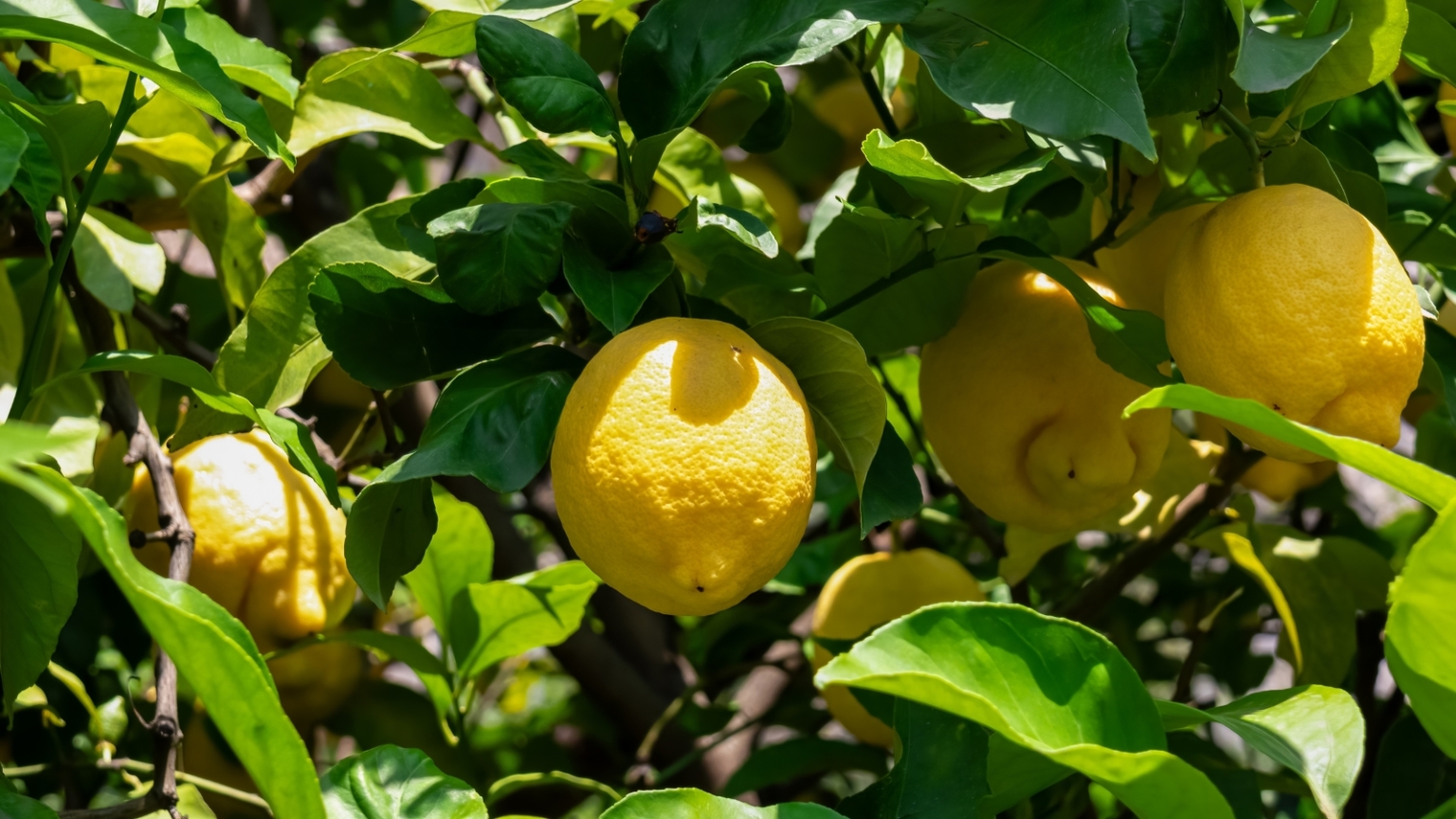 When and How to Harvest Lemons