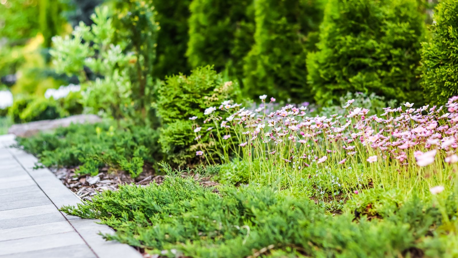 A close-up of a bed of evergreen groundcover Saxifrage moss featuring tiny pink flowers clustered atop low, cushion-like green foliage among tall arborvitaes.