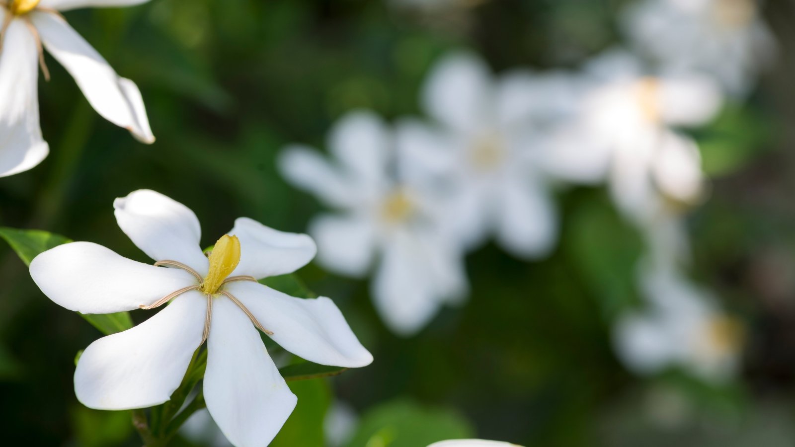 Multiple small, crisp white blooms with slender petals and lush green leaves in the background.