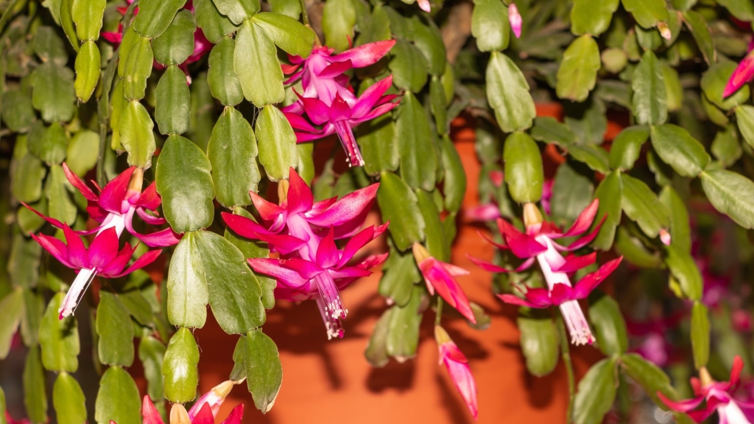 The Perfect Potting Mix Recipe for a Blooming Christmas Cactus