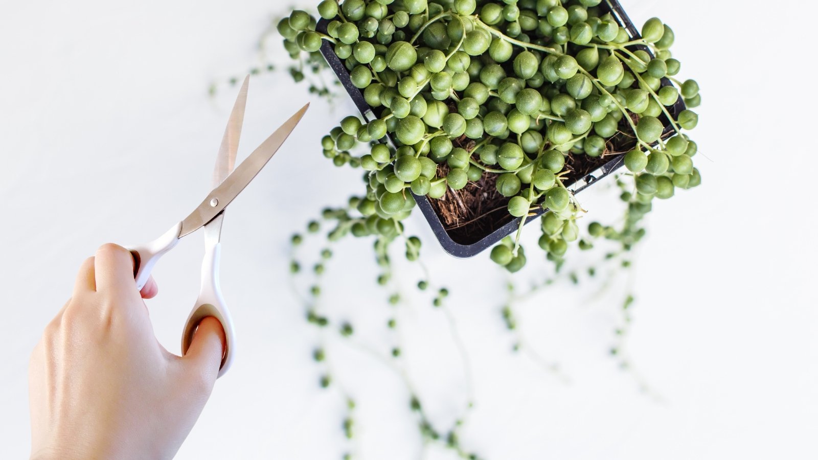 Close-up of a woman's hand holding scissors above a succulent with string-like stems covered in tiny, round green orbs, hanging from a black container against a white background.

