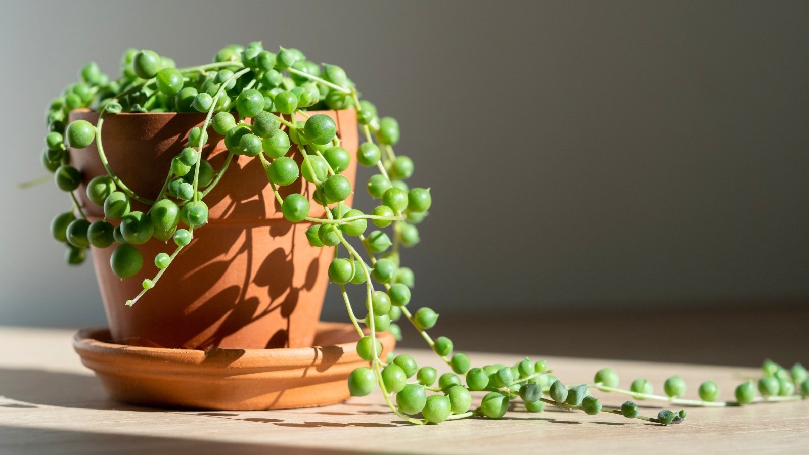 Delicate trailing vines with small, spherical green leaves, creating a beaded appearance, in a small terracotta pot illuminated by sunlight.
