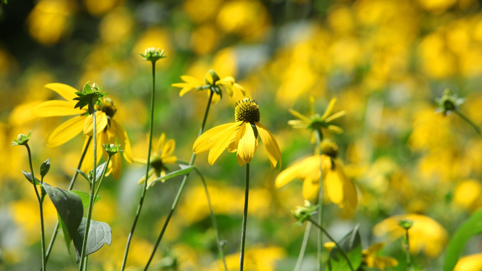 A large cluster of yellow flowers with green cones growing next to other yellow flowers in a blurred background.