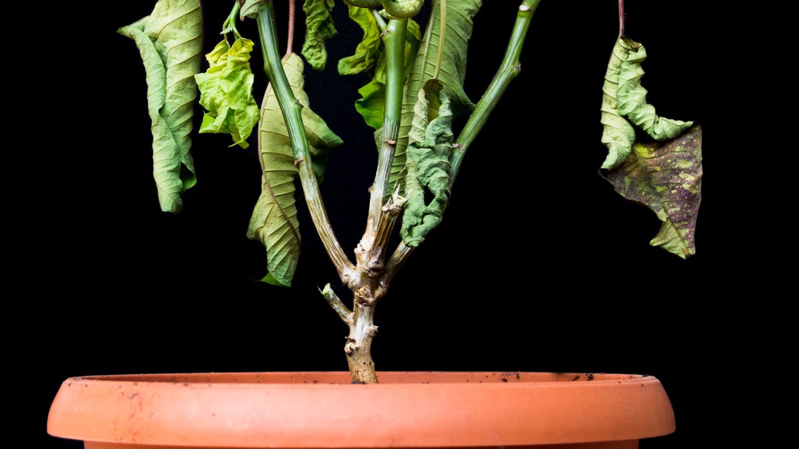 A plant in a terracotta colored pot with a discolored, whitened stem and dry, shriveled leaves withering on a black background. The stem displays mold and decay. 