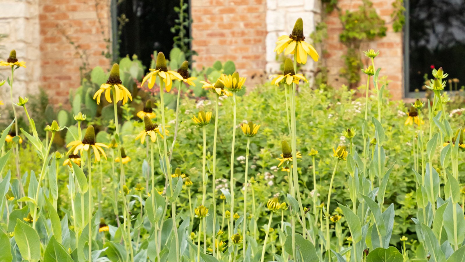 A lush garden bed filled with yellow flowers alongside smaller plants, bordered by a brick facade.