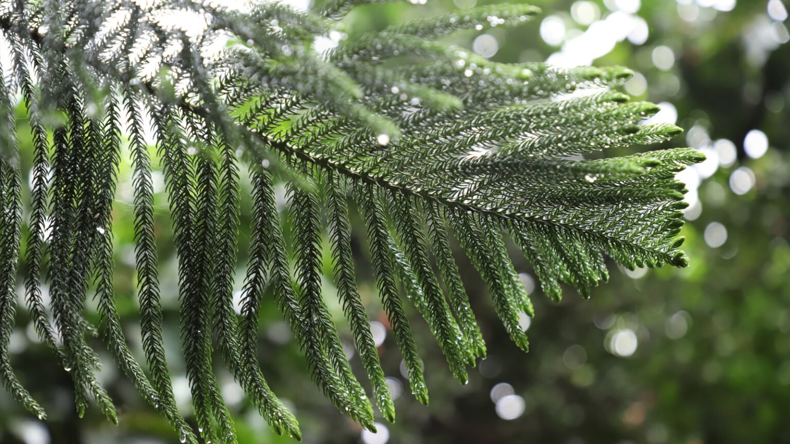 Watering Your Norfolk Island Pine Tree: 5 Pro Tips