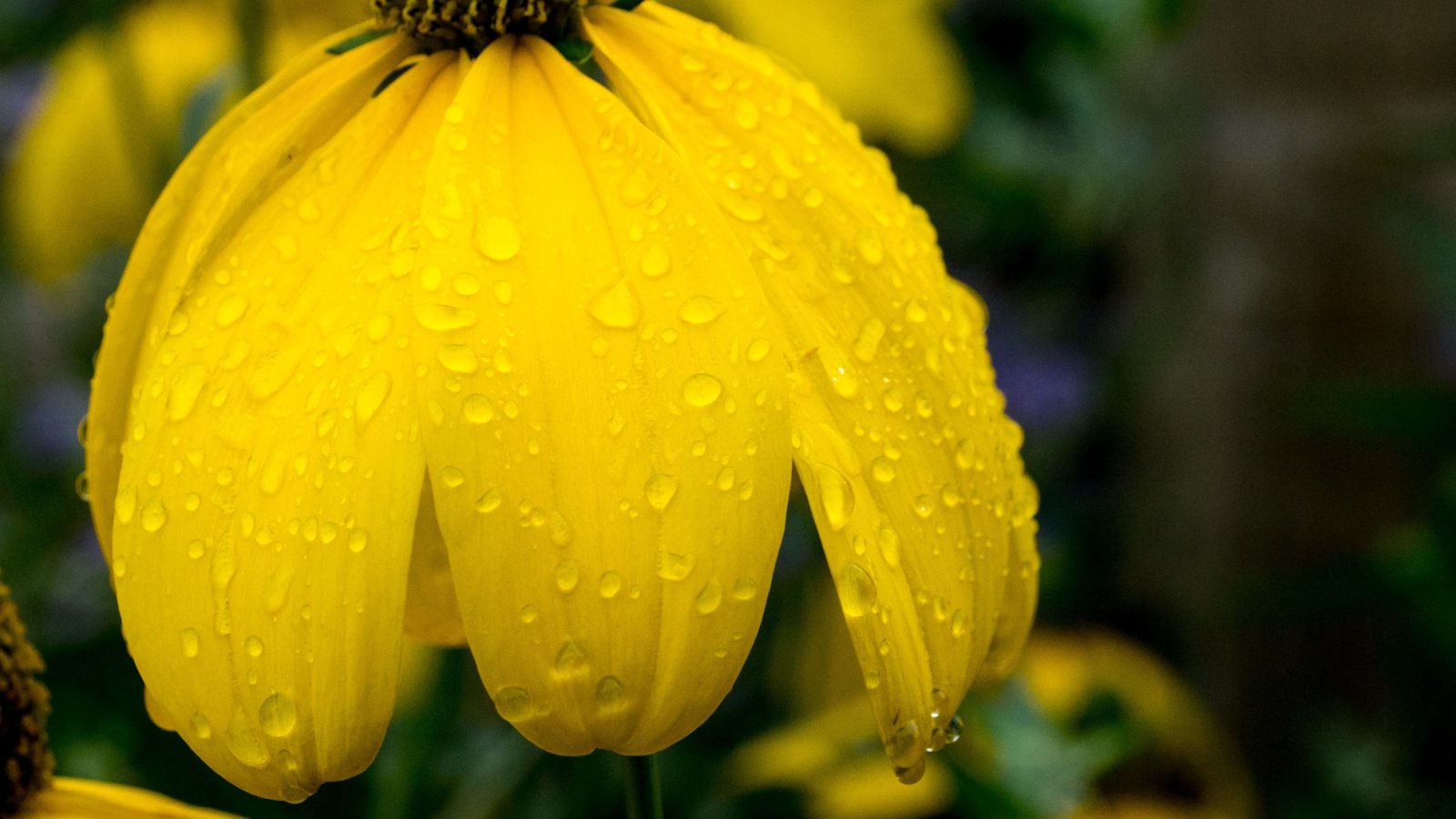 Bright yellow flowers covered with water droplets in a lively garden setting.