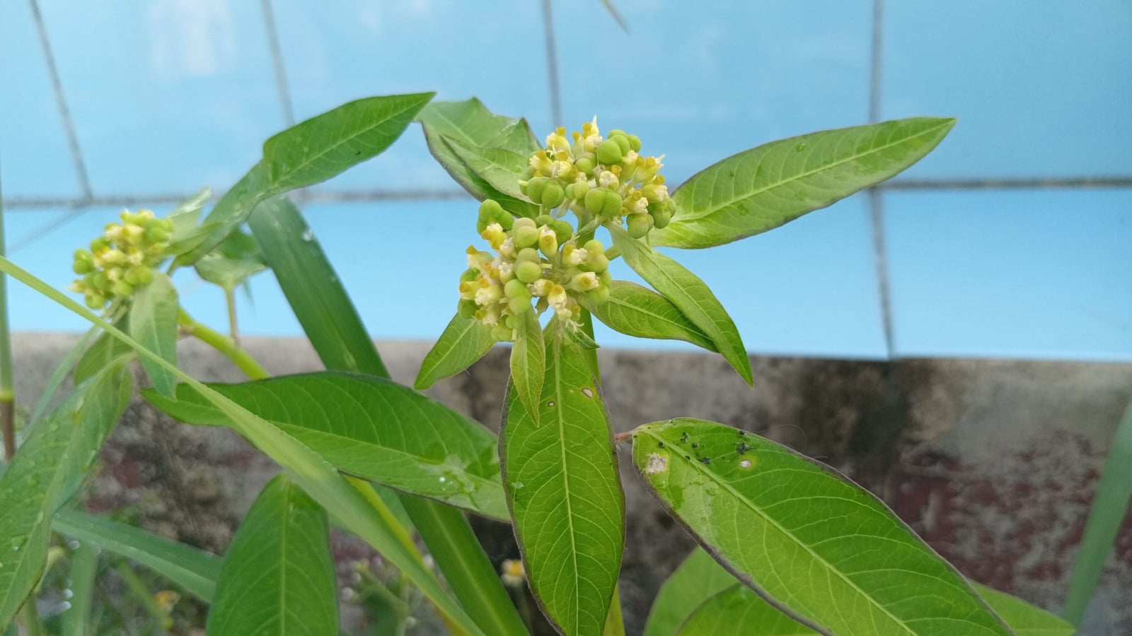 A cluster of leaves on a Euphorbia species displaying scab-like spots.