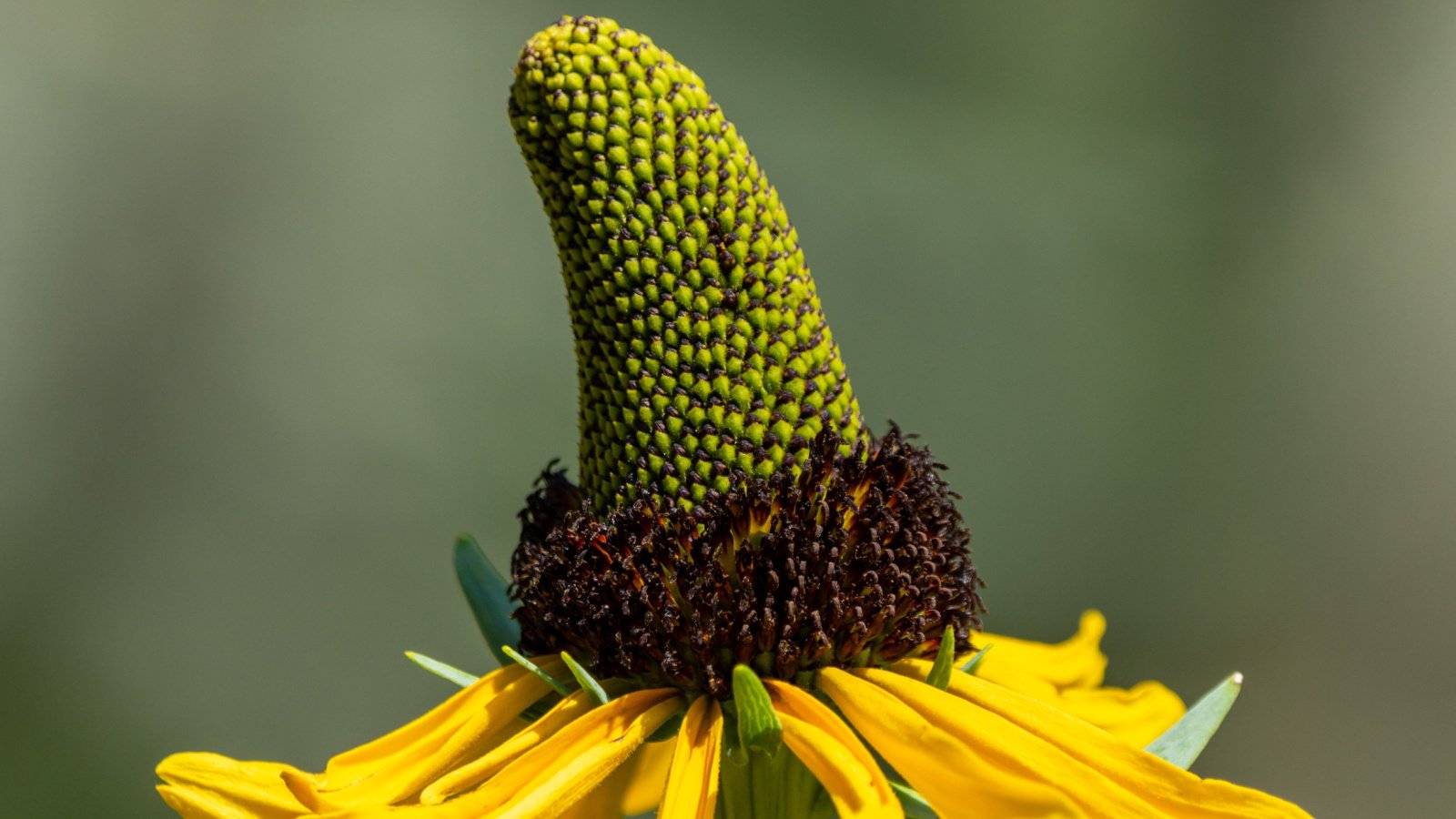 A close-up side view of a flower with thin, elongated yellow petals drooping from a tall central cone.