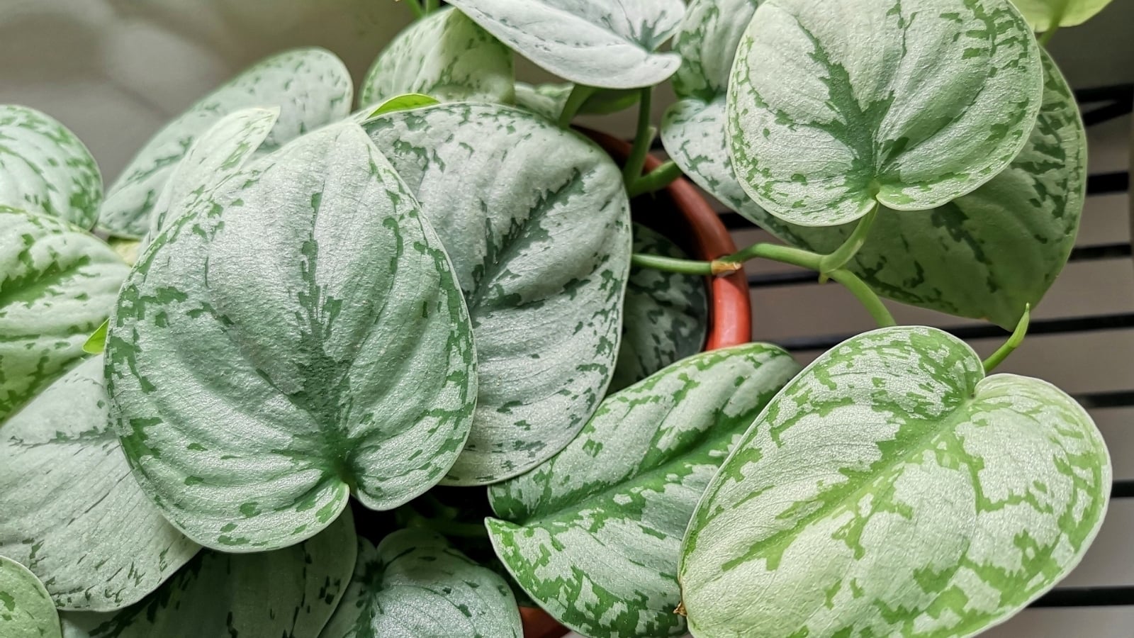 Why is My Pothos Plant Turning White? How Can I Fix it?