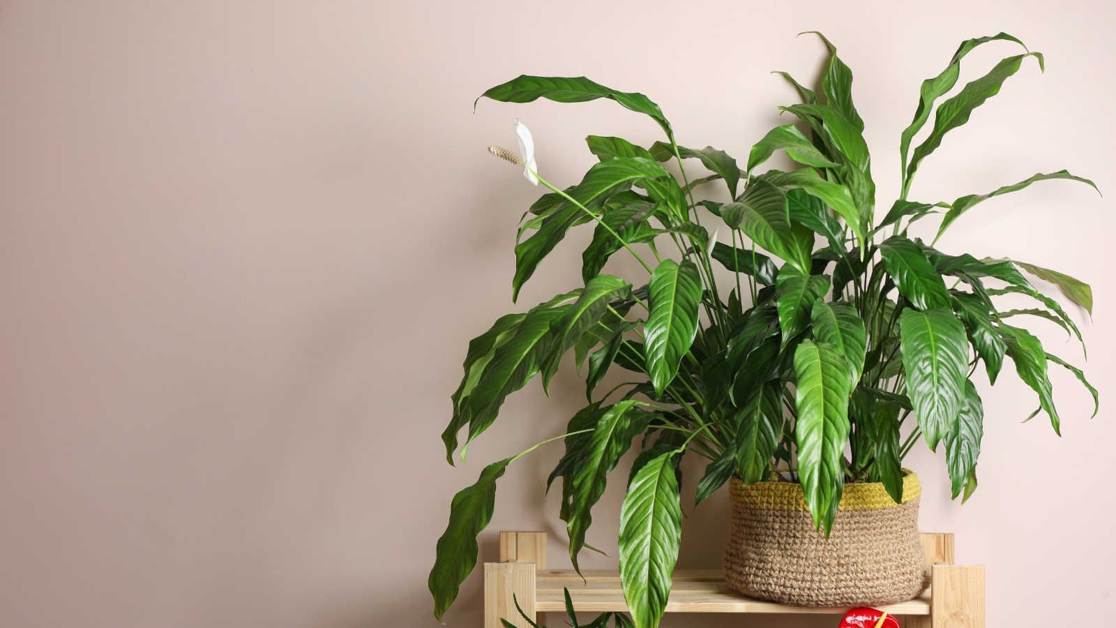 A Spathiphyllum wallisii featuring elegant white spathes standing tall above glossy, dark green lance-shaped leaves in a simple ceramic pot.