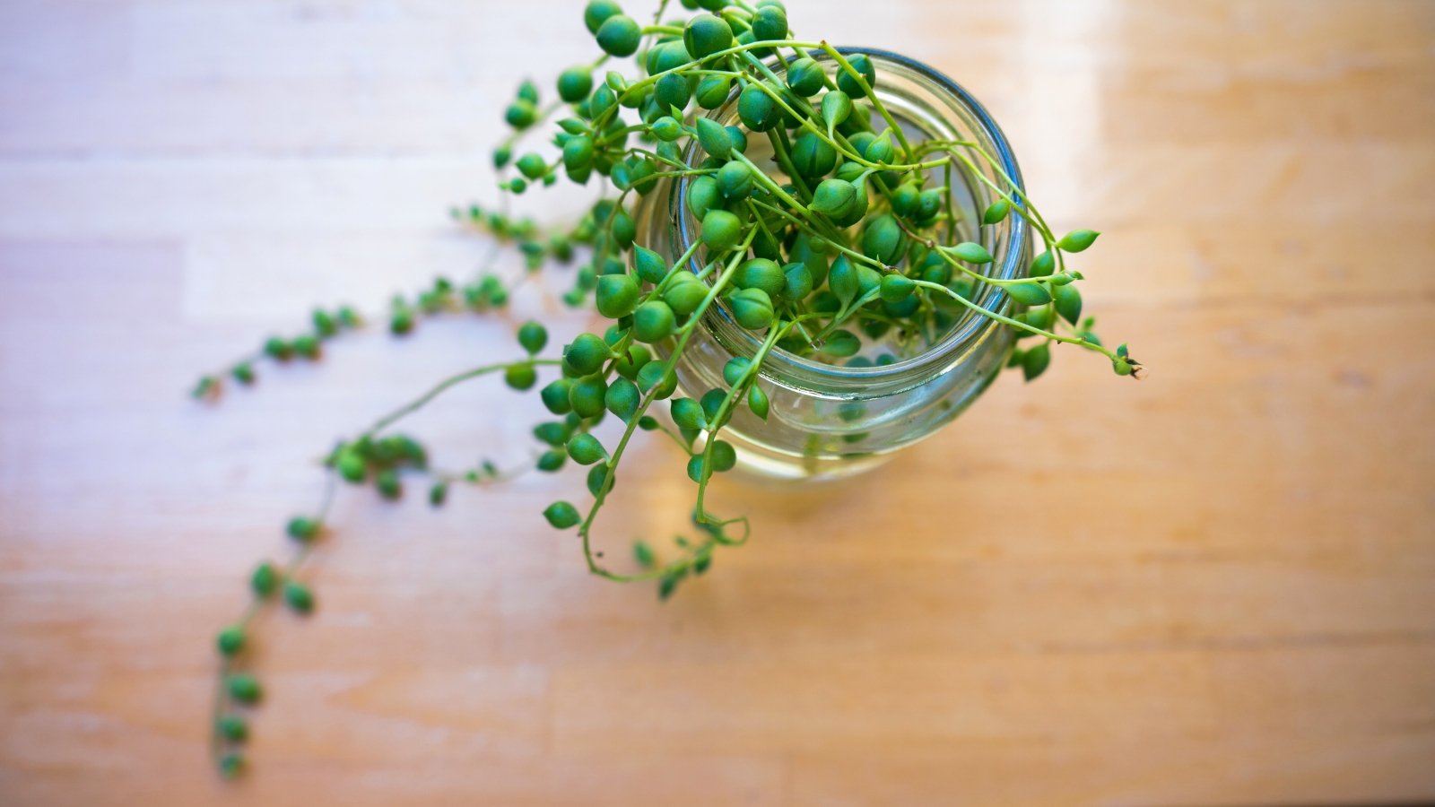 Top view of a jar with cuttings representing delicate long vines with small rounded green beads trailing onto a wooden table.