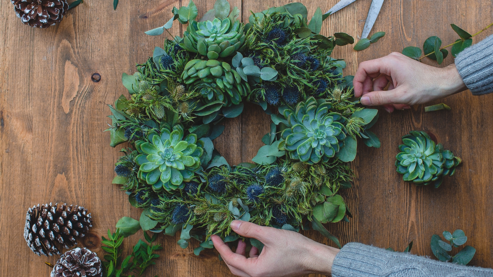 A succulent wreath made of small Echeveria rosettes and Sedum arranged tightly in a circular design, with hands adding finishing touches.