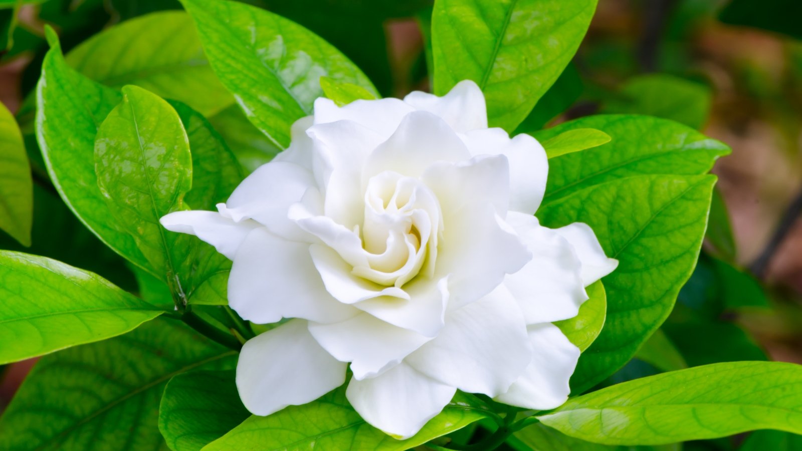 A white bloom with a swirl of thick, soft petals resting on glossy green foliage.