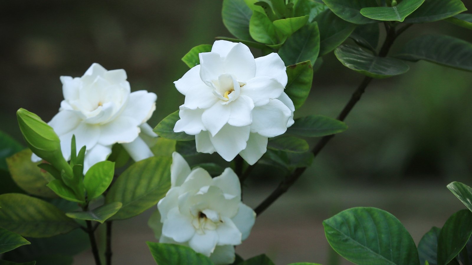 Large, pure white bloom with layered petals nestled among dark green, shiny leaves.