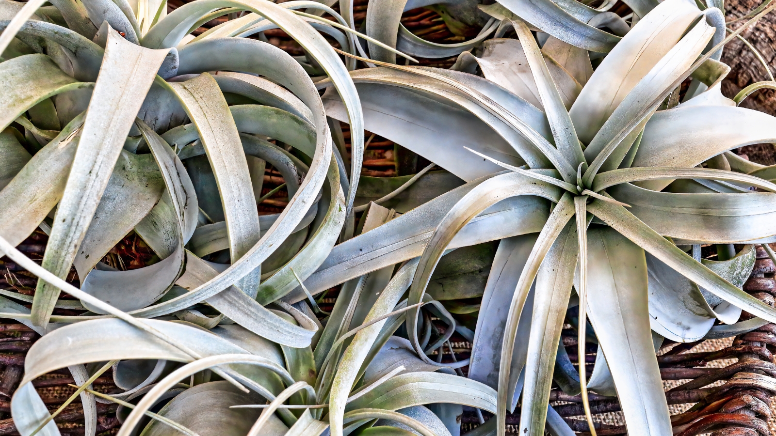 A Tillandsia xerographica with its curly, silvery-gray, ribbon-like leaves arranged elegantly on a wooden surface.