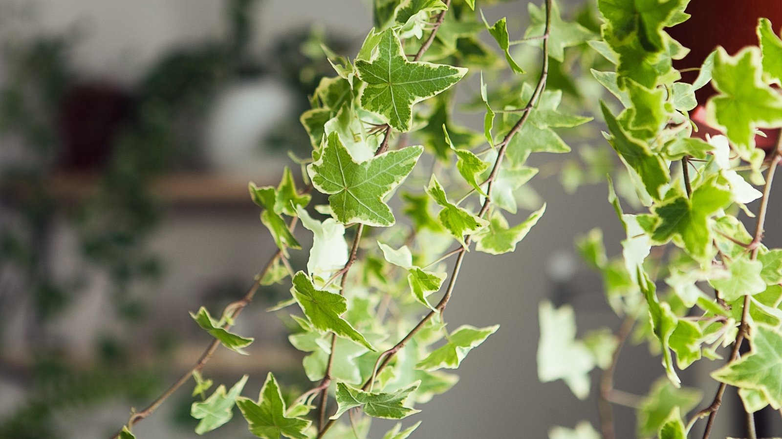 Long green vine with pointed leaves, featuring a mix of light and dark green tones.