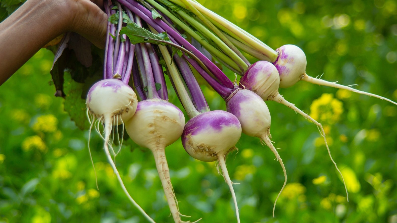 Close-up of a man's hand holding a freshly picked bunch of rounded purple-white roots topped by vibrant green leaves with purple-tinged stems.