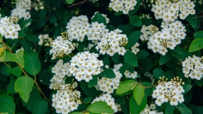 Rounded clusters of tiny white blossoms surrounded by small, serrated green leaves.