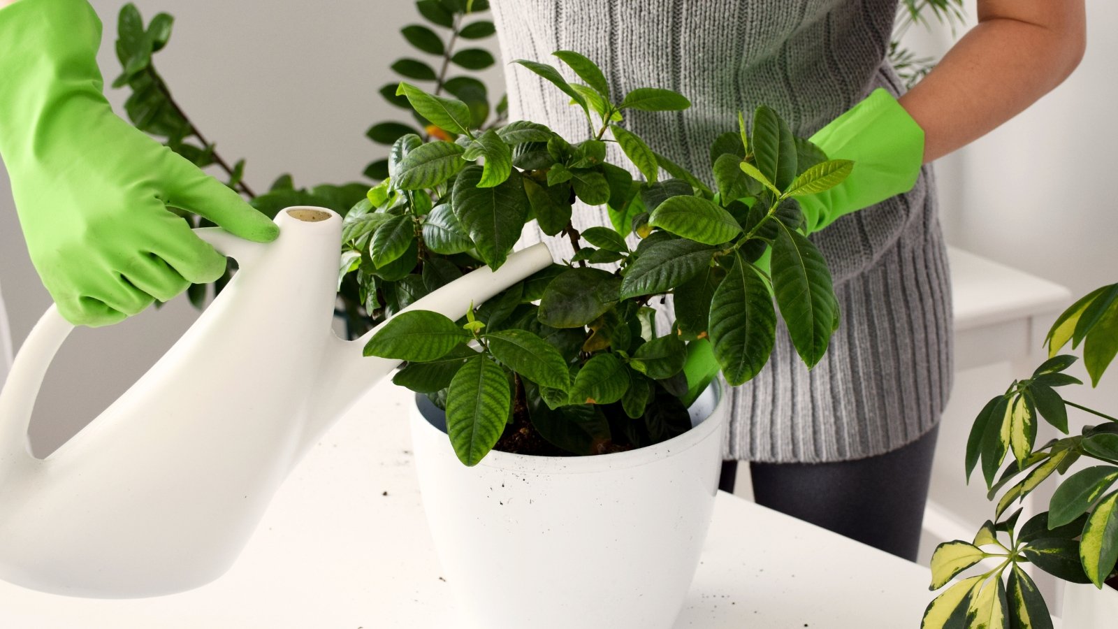 Close-up of a woman in a sweater and green gloves watering a lush potted plant with glossy green oval leaves from a white watering can on a white kitchen table.