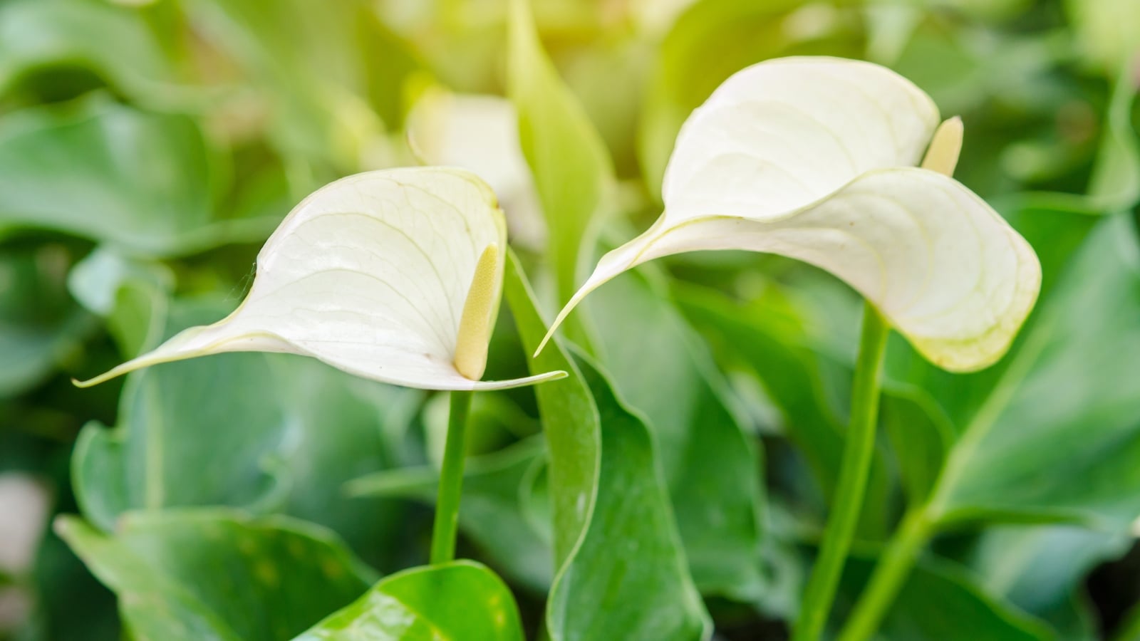 A pure white spathe with a creamy yellow spadix standing tall among broad, dark green leaves.